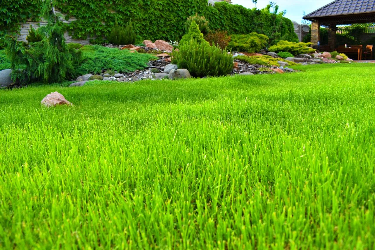 витрати насіння газонної трави на 1 м2