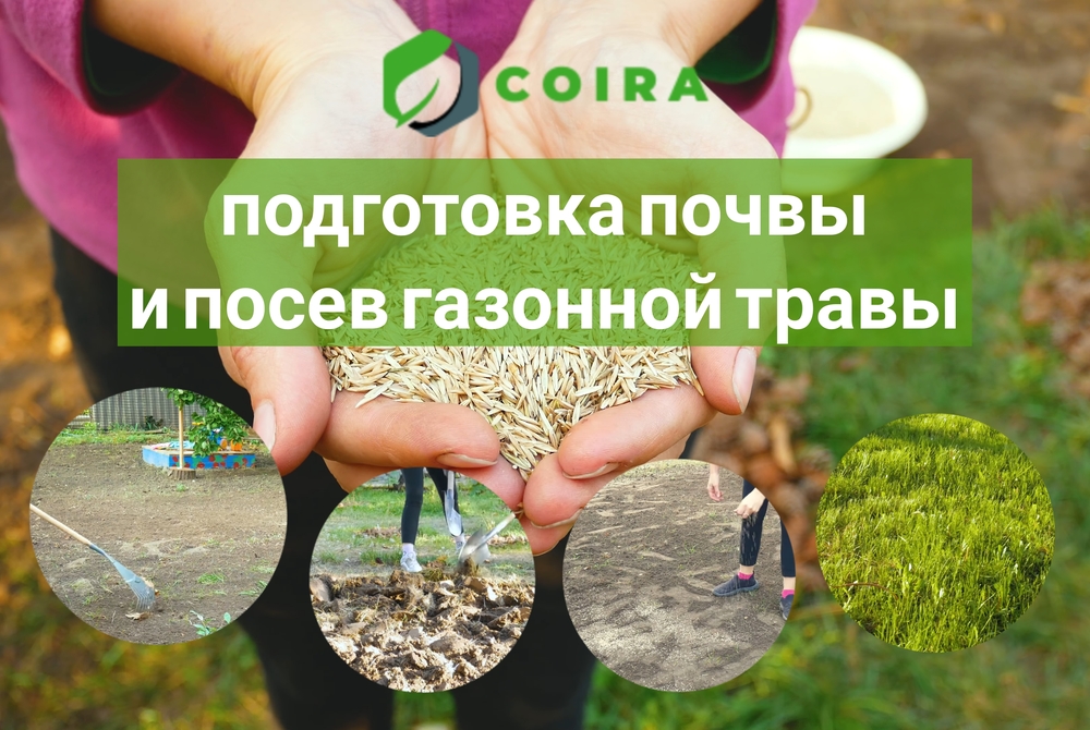 Как выбрать газонную траву фото