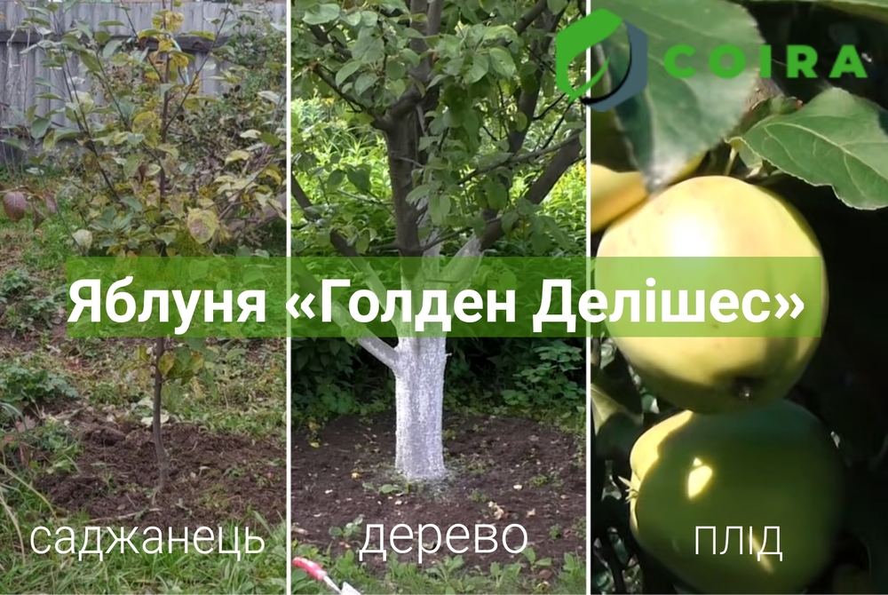 Пристовбурний круг блог фото 1