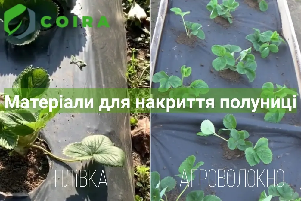 Агроволокно для полуниці блог фото 1