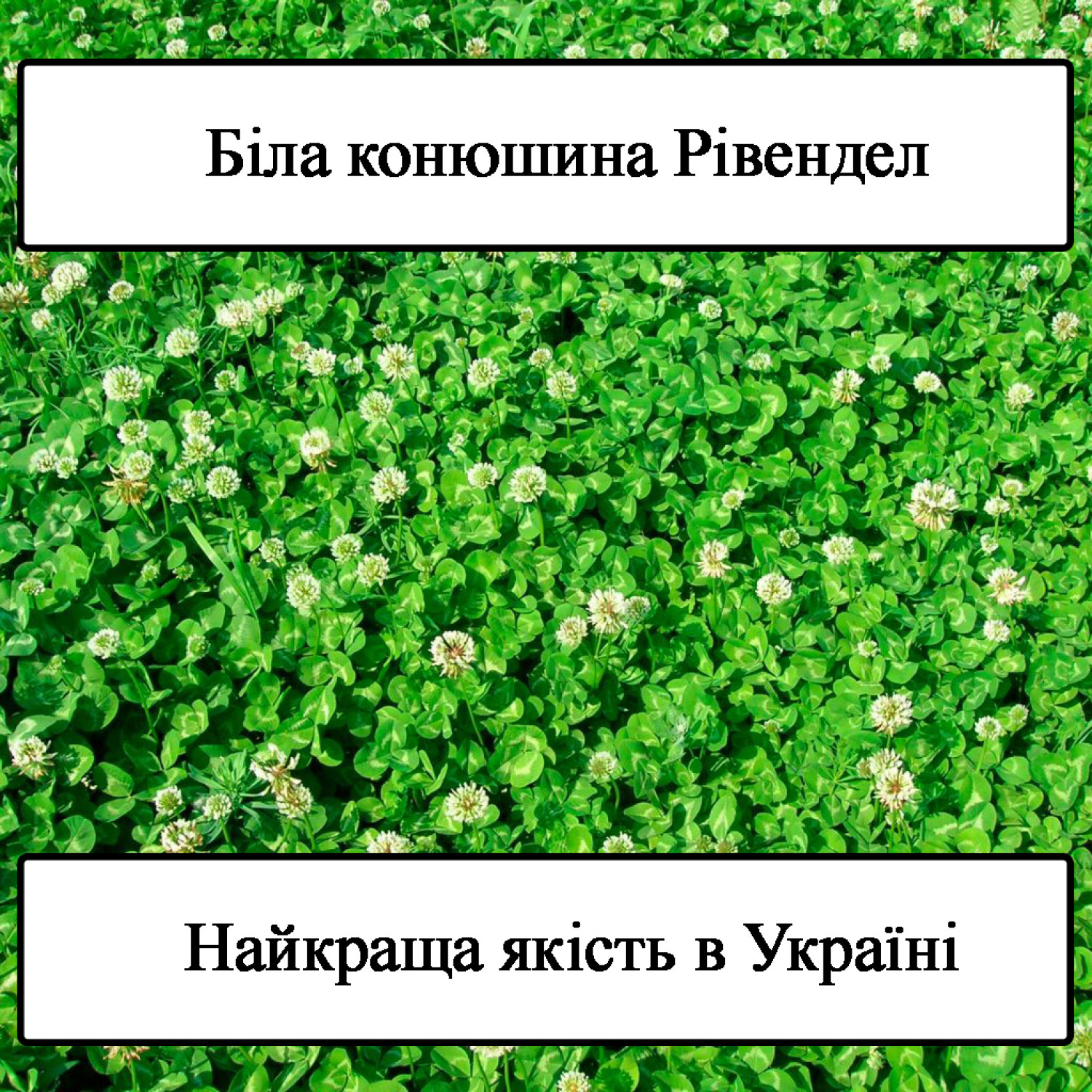 Конюшина біла (Рівендел) Green Home 2