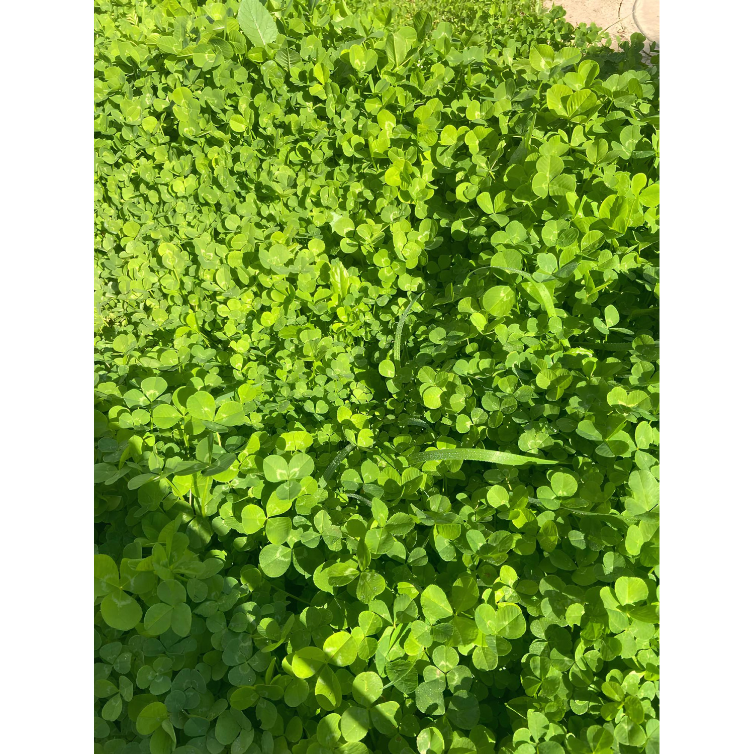 Конюшина біла (Рівендел) Green Home 3