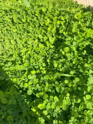 Конюшина біла (Рівендел) Green Home - 3