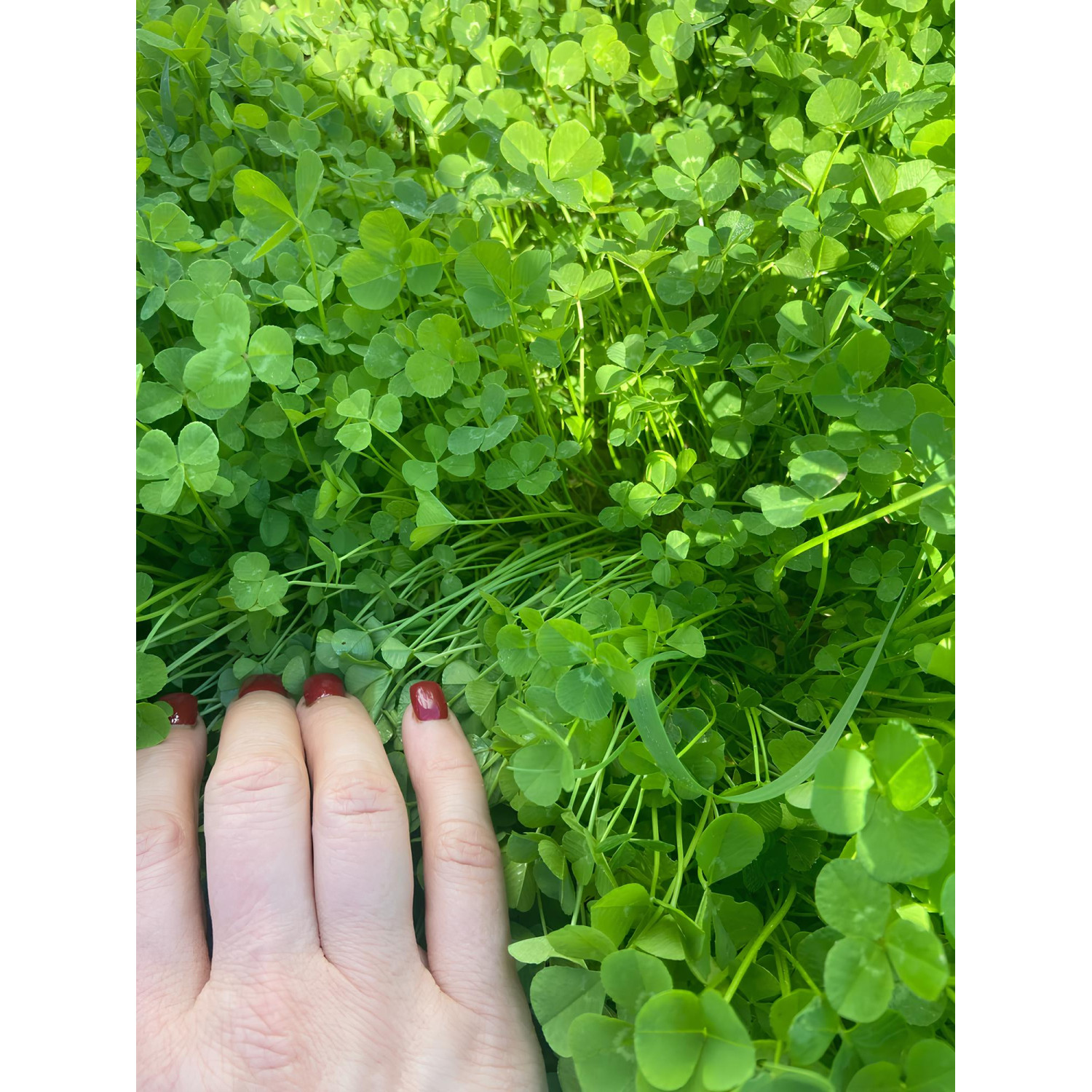 Конюшина біла (Рівендел) Green Home 4