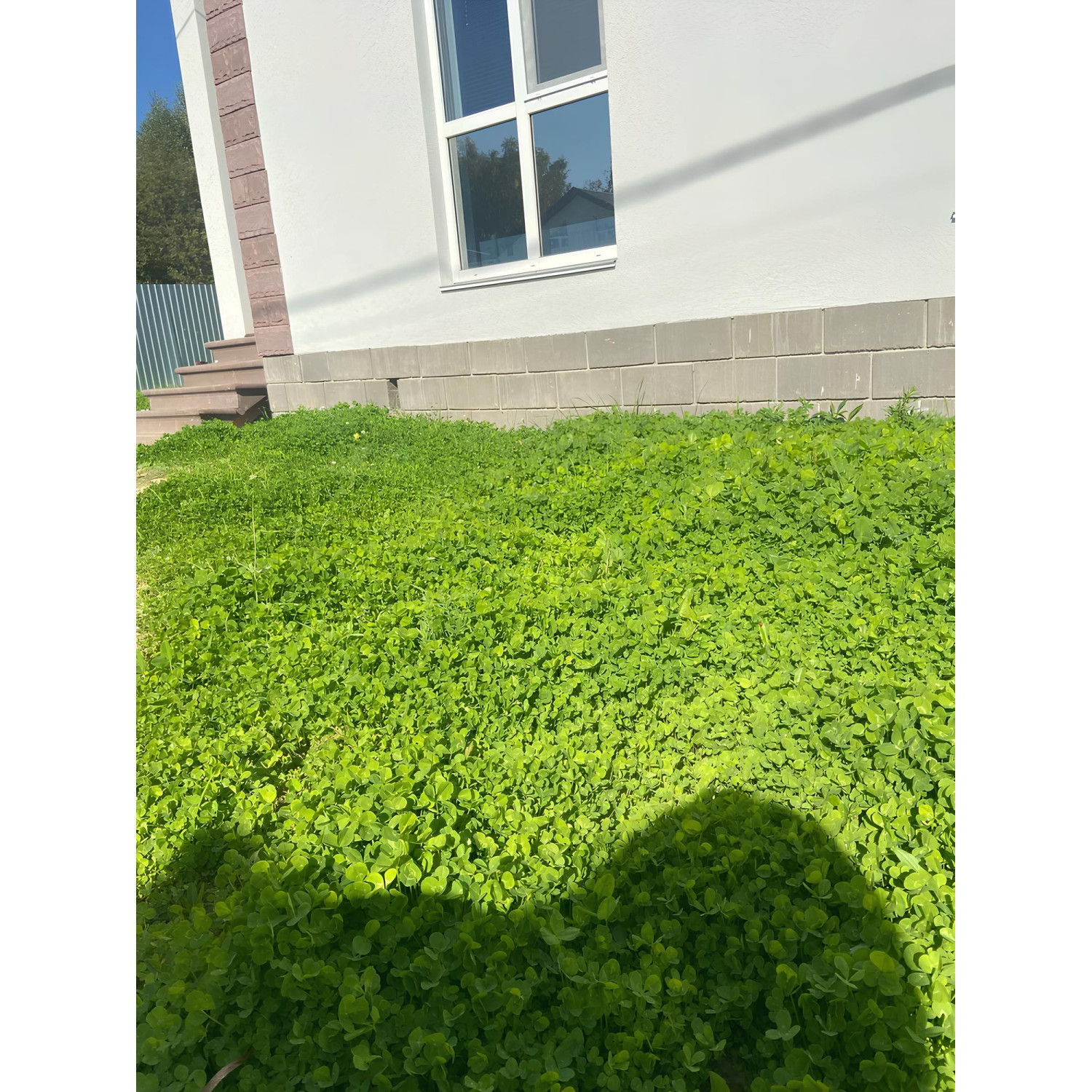 Конюшина біла (Рівендел) Green Home 5