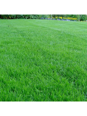 Насіння газонної трави Універсальна Green Home - 3