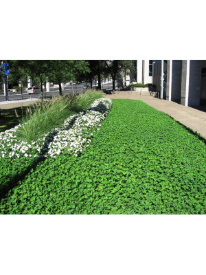 Клевер 15 кг Ривендел Белый ползучий Green Home - 2