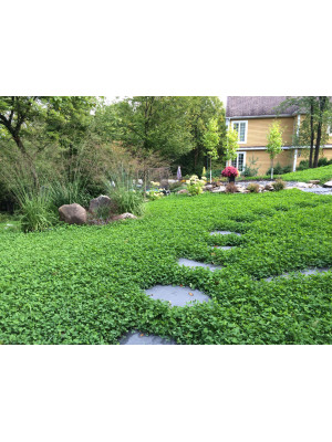 Клевер 15 кг Ривендел Белый ползучий Green Home - 3