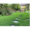 Конюшина 5 кг Рівендел Біла повзуча Green Home 2