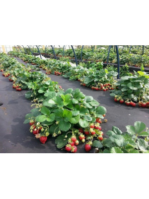 Агроволокно 1,07х10м 50 г/м² чорне з перфорацією 3 отвори Agreen - 2