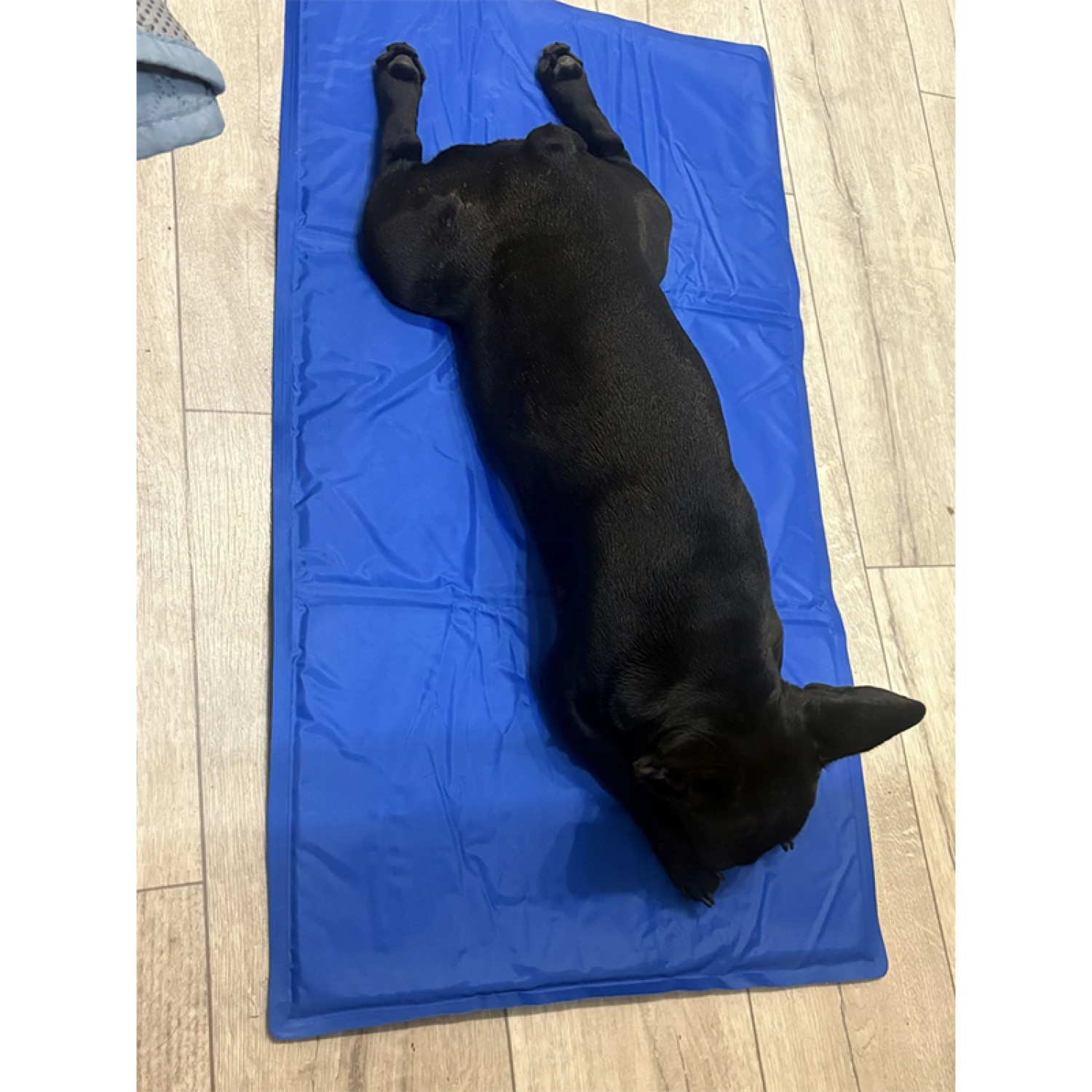 Килимок 50x40 см Охолоджуючий Блакитний для Собак і Кішок Trixie 12
