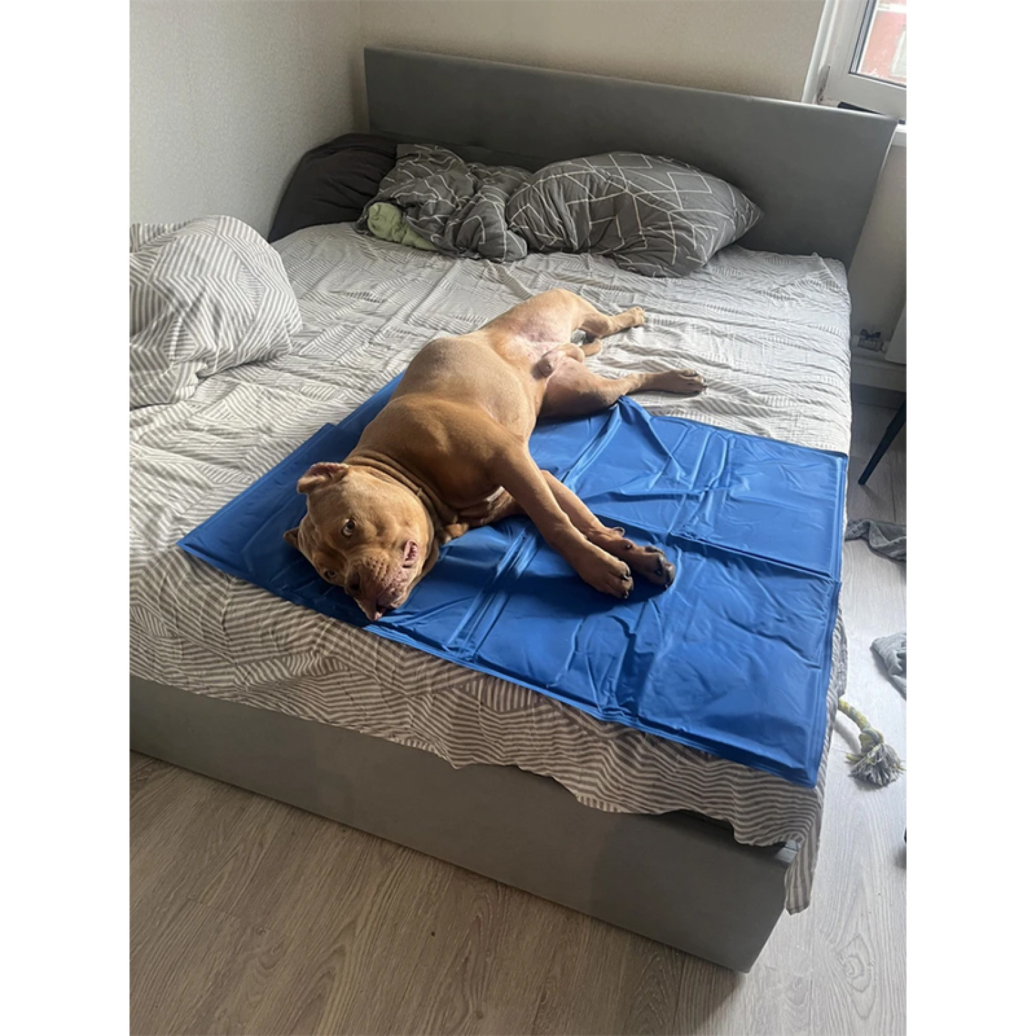 Килимок 65x50 см Охолоджуючий Блакитний для Собак і Кішок Trixie 3