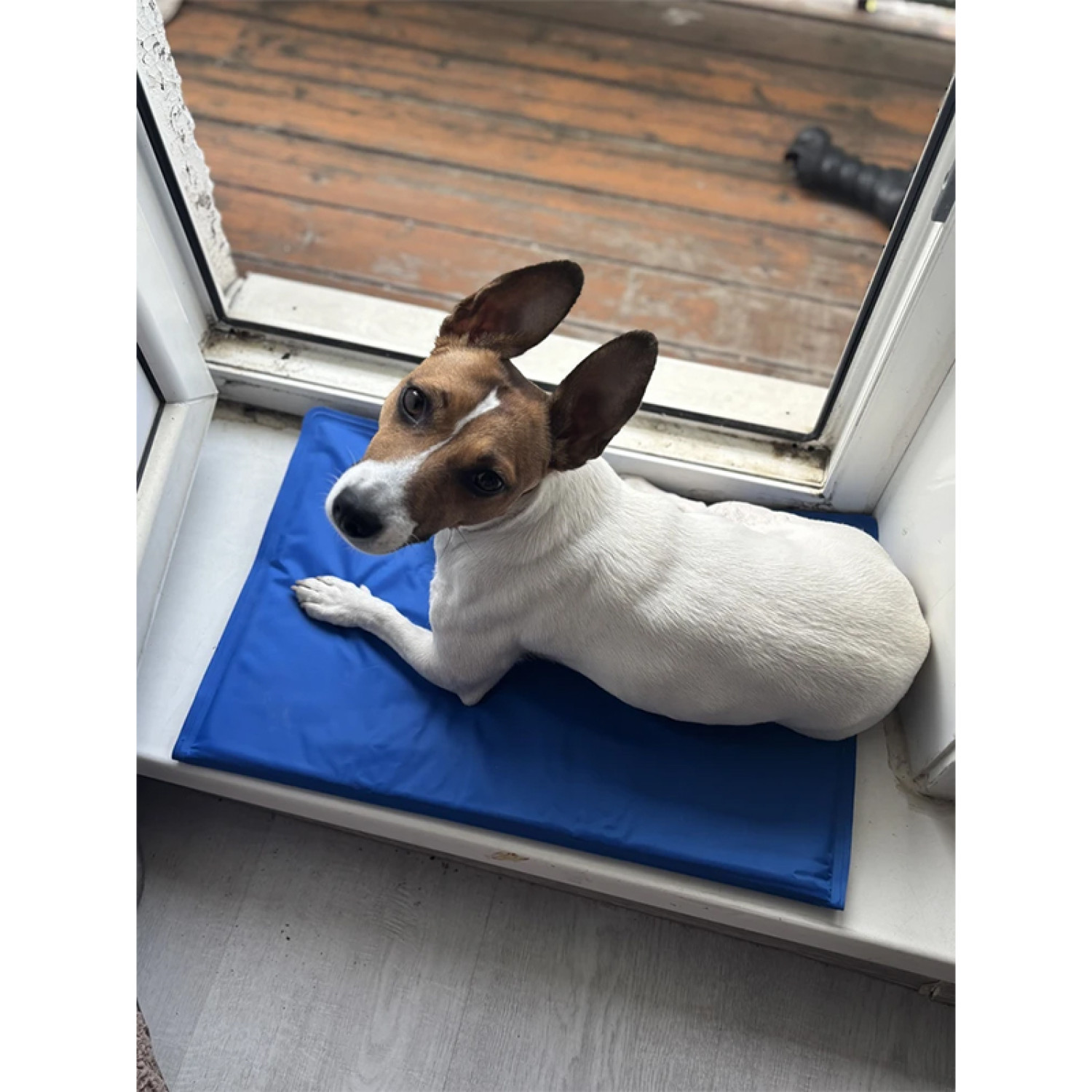 Килимок 65x50 см Охолоджуючий Блакитний для Собак і Кішок Trixie 40
