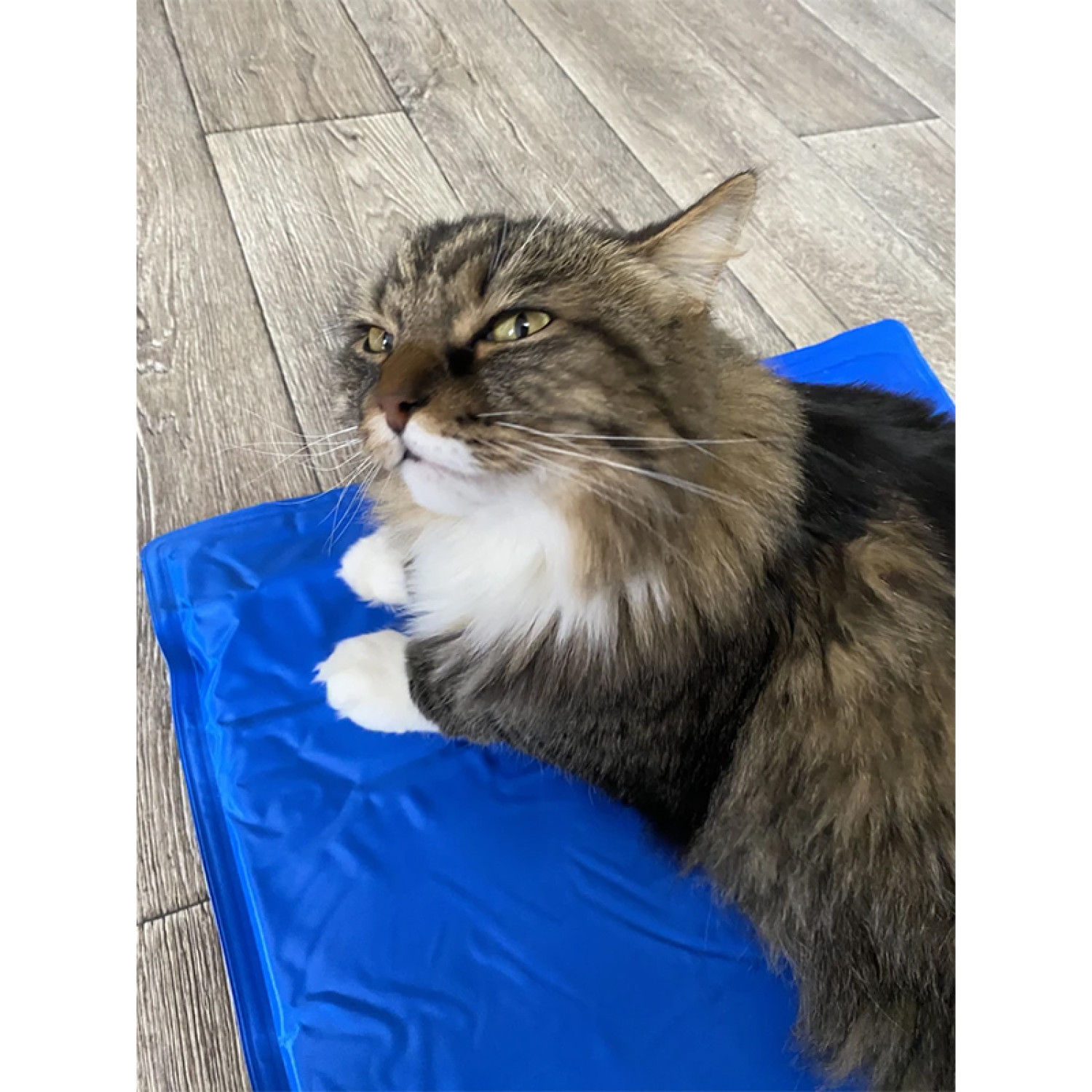 Килимок 65x50 см Охолоджуючий Блакитний для Собак і Кішок Trixie 34