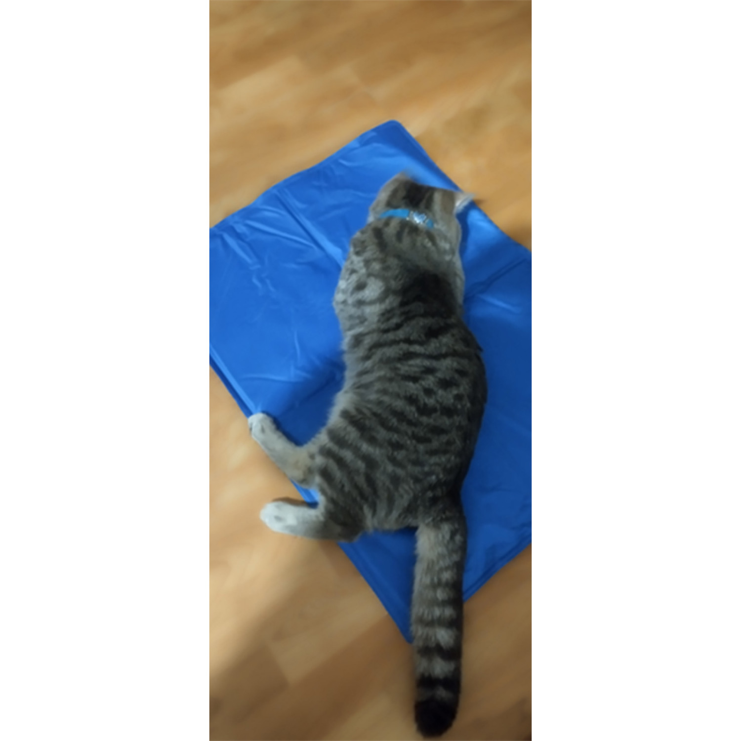 Килимок 65x50 см Охолоджуючий Блакитний для Собак і Кішок Trixie 10