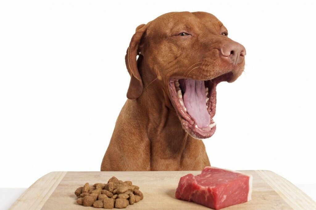 сухий корм для собак інтернет